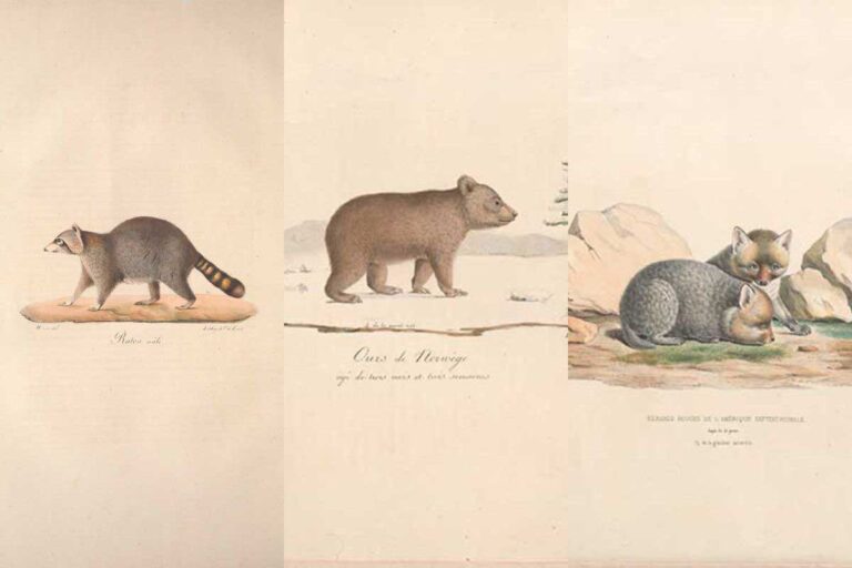 Vintage woodland animal prints feature