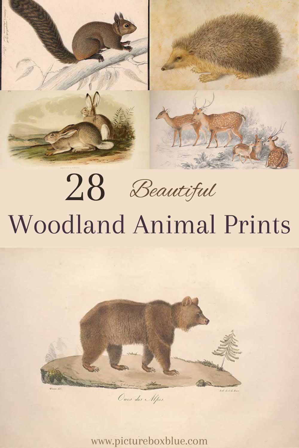 Various vintage animal woodland prints pin