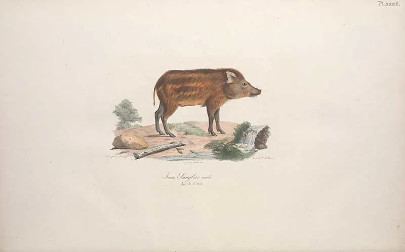young wild boar woodland animal print