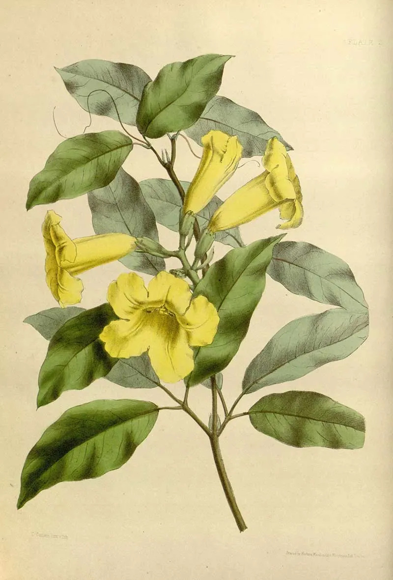 Print from Joseph Paxton's flower garden