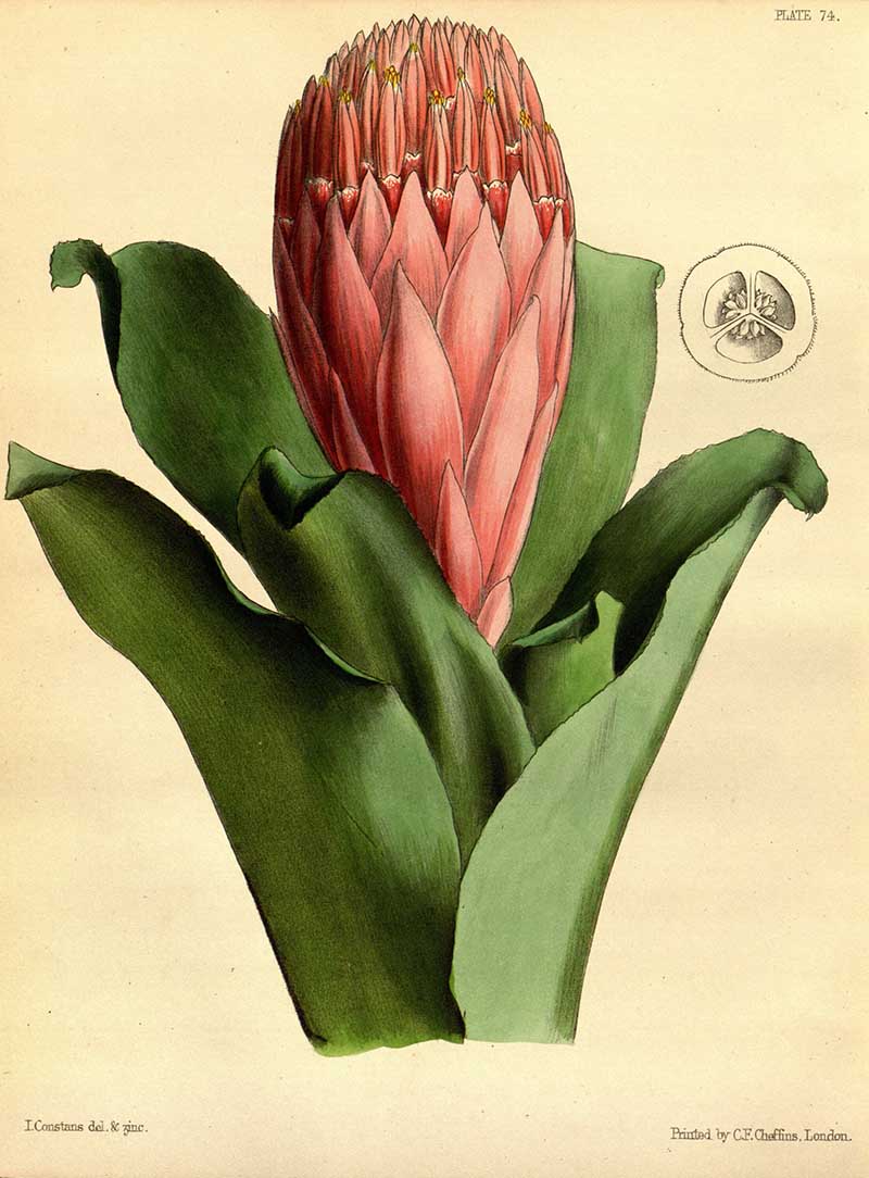 Billbergia thyrsoidea Paxton's flower garded
