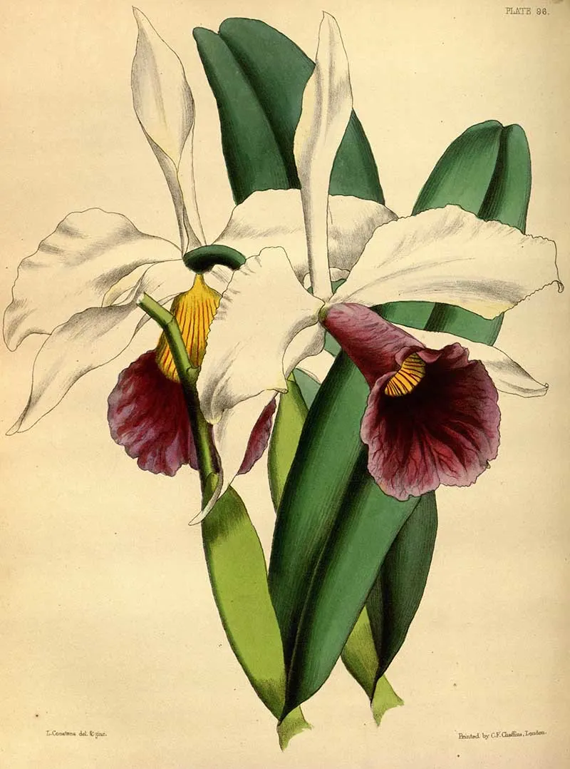 Vintage orchid prints
