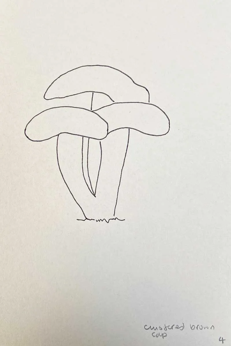 Drawing clustered brown cap mushrooms step 4