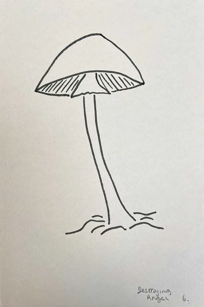 hand drawn destroying angel mushroom