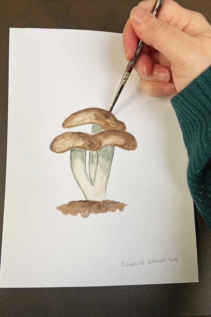 Hand painting clustered brown cap mushrooms
