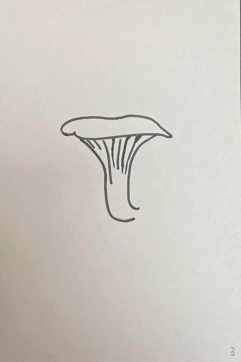 oyster mushroom drawing step 3