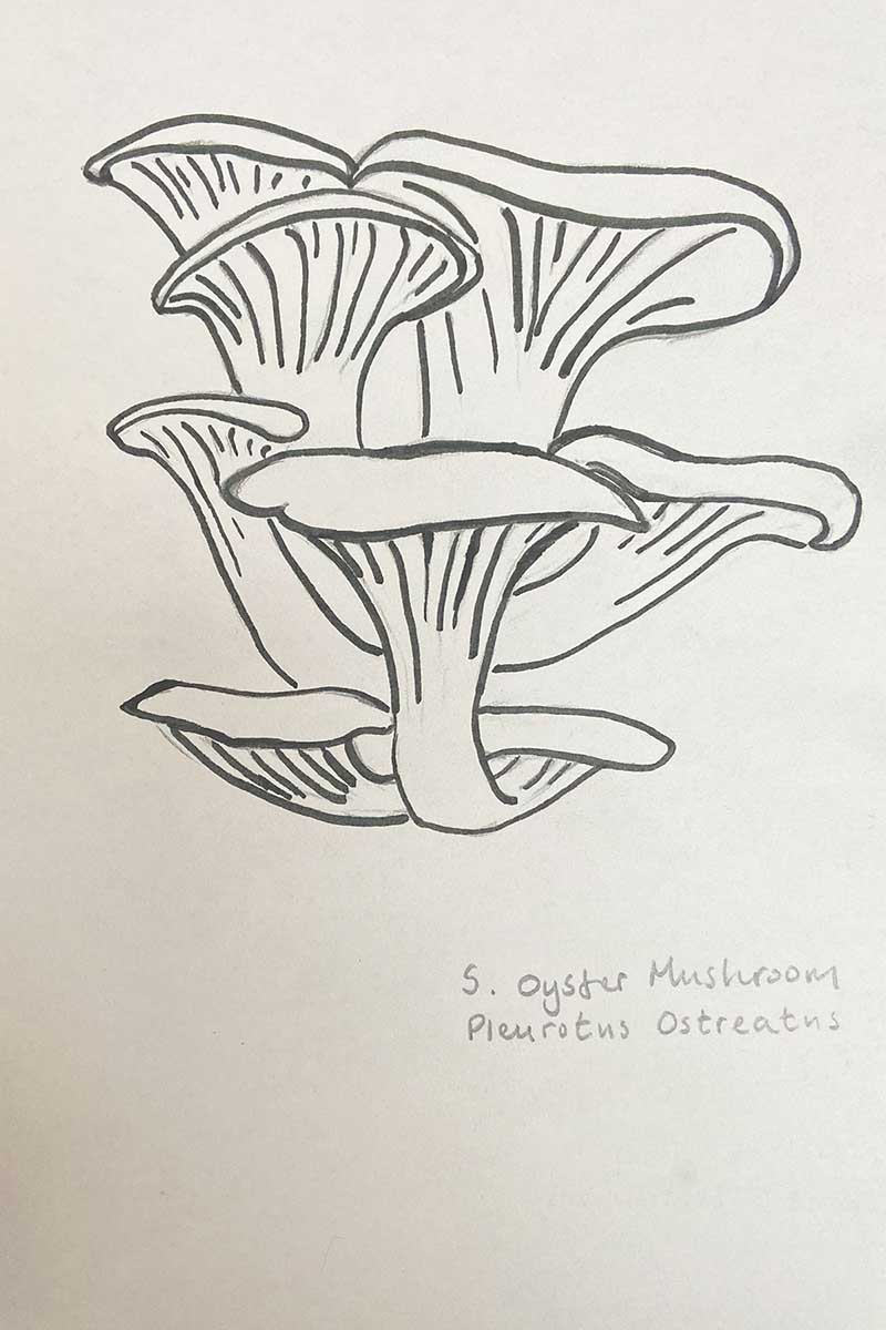 Oyster mushroom drawing