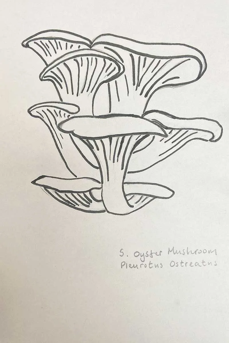 Oyster mushroom drawing