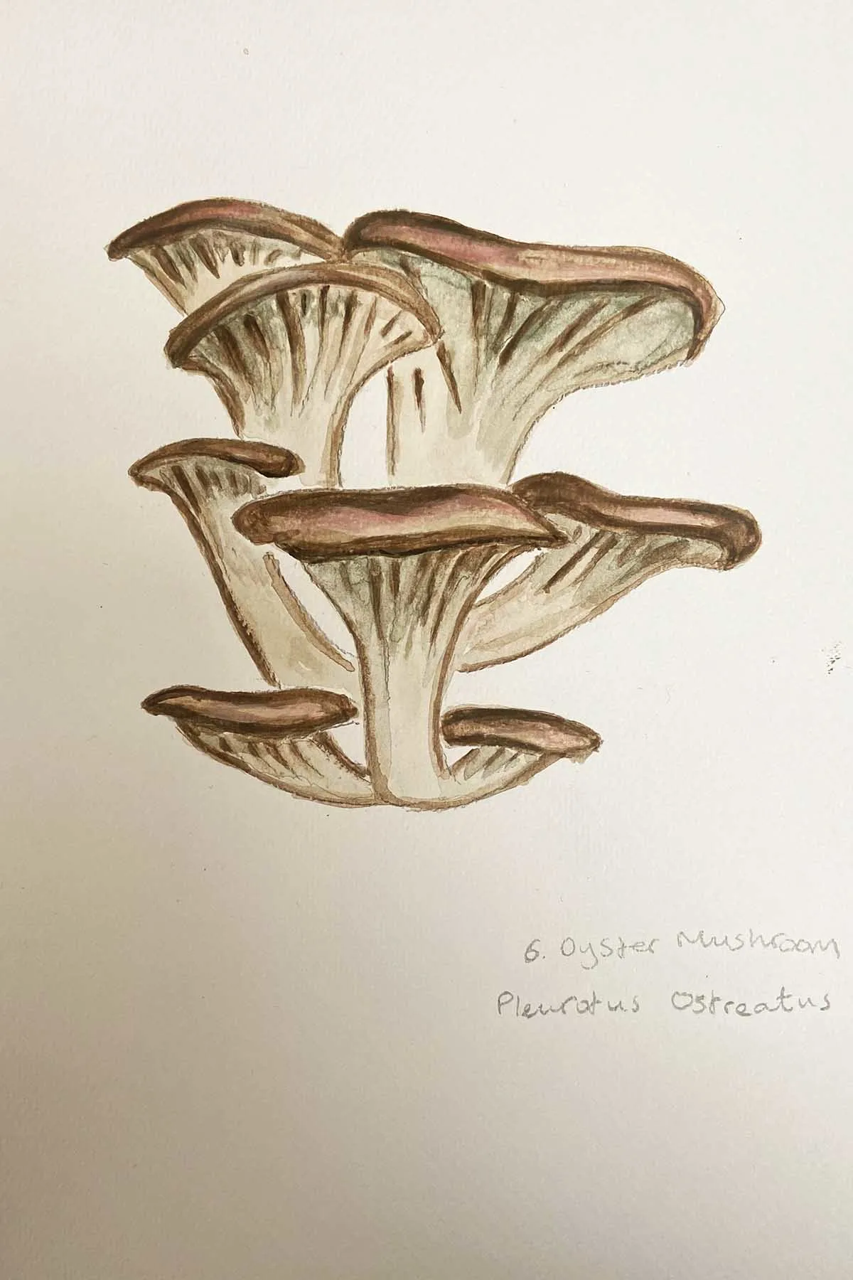 Painted oyster mushroom drawing