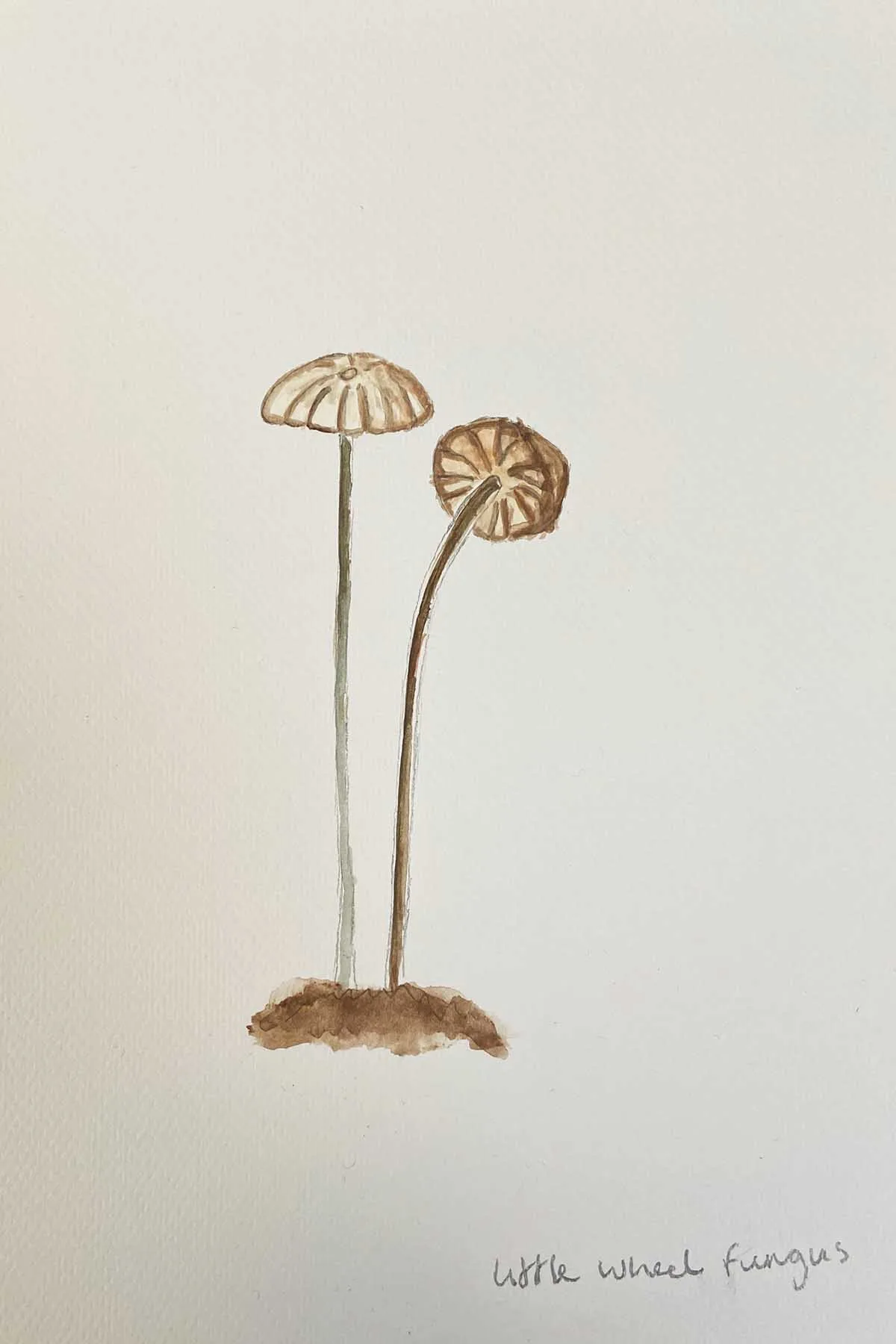 Painted little wheel fungus