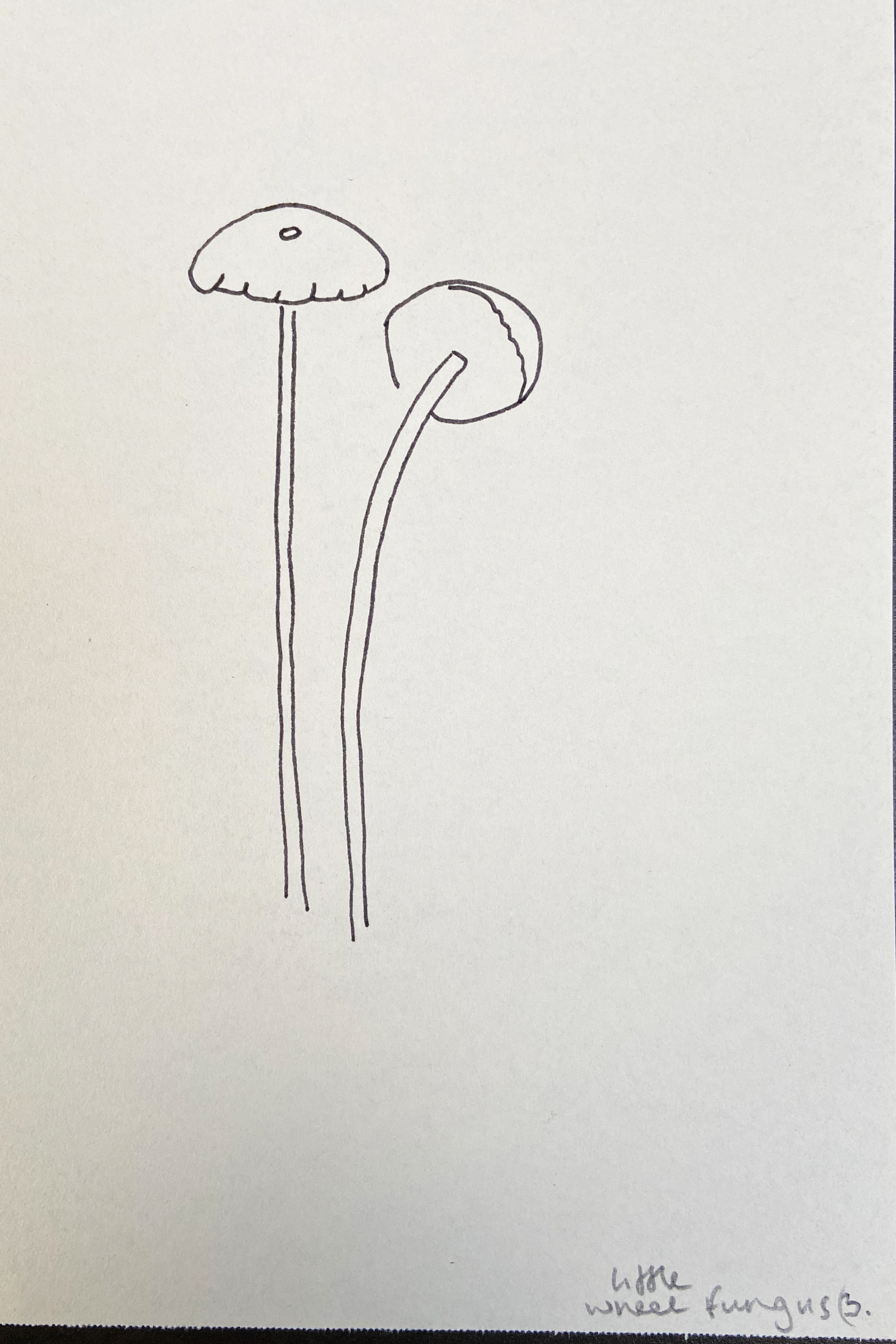 Little wheel fungus drawing step 3