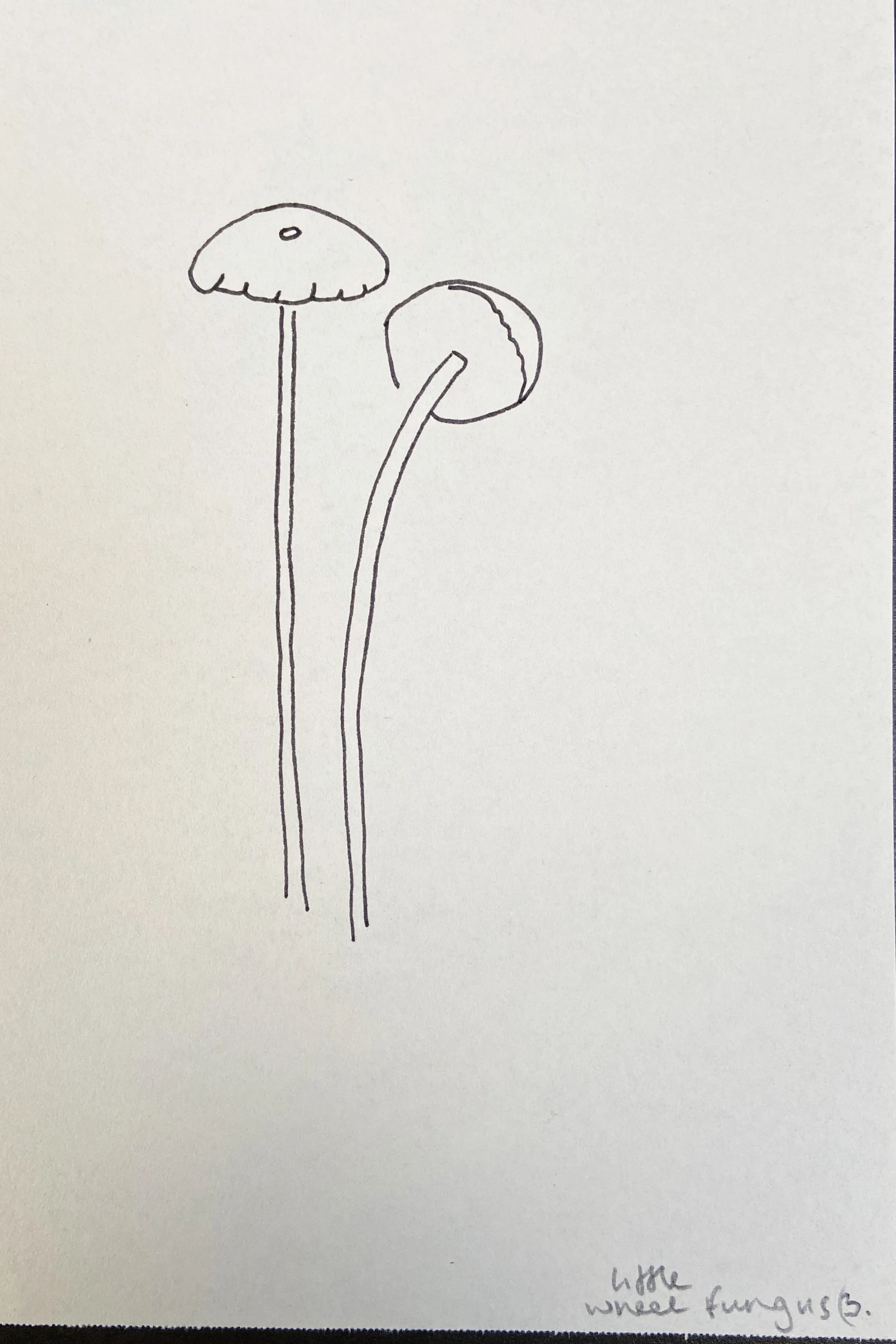 Little wheel fungus drawing step 3