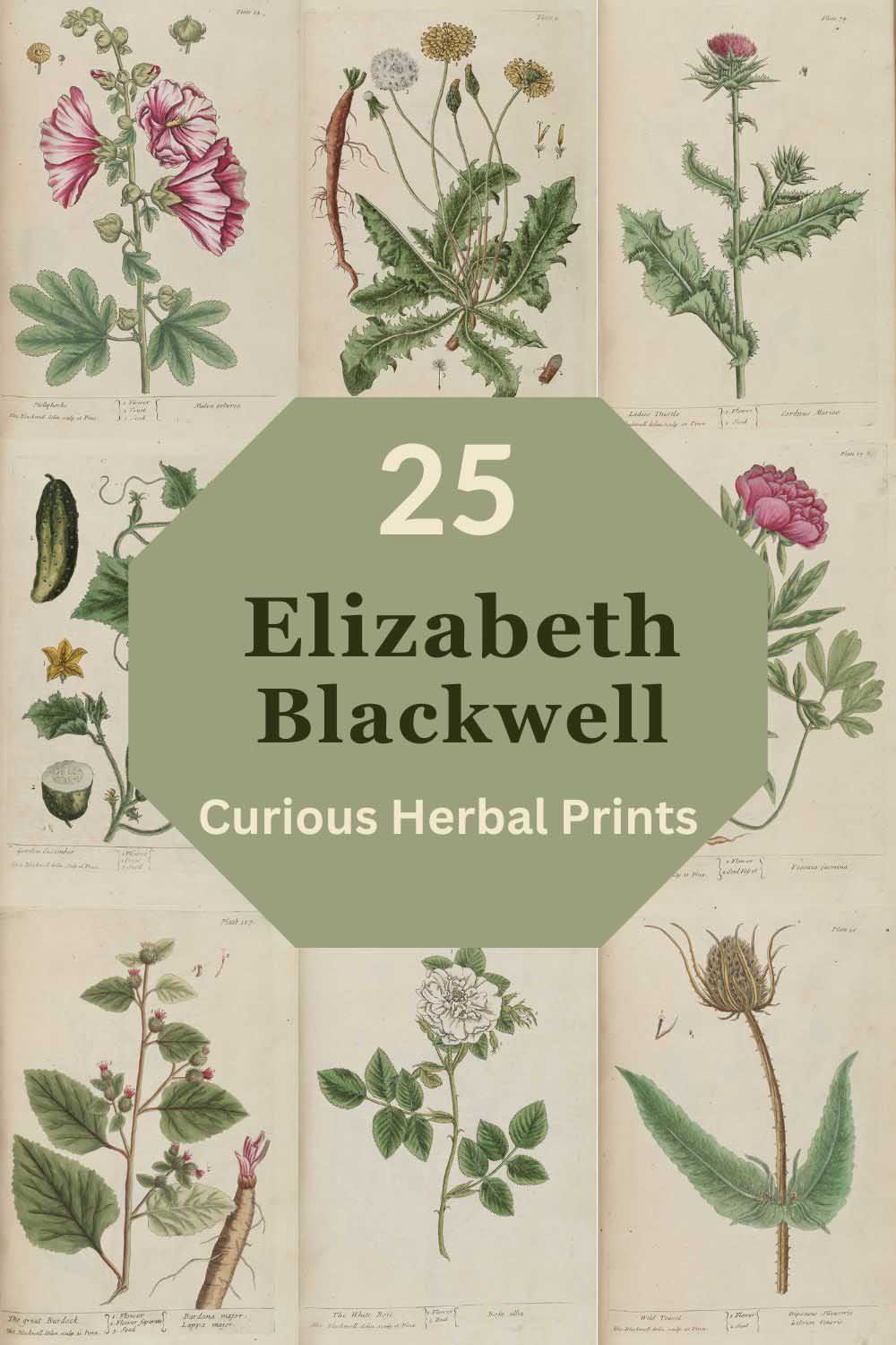 Elizabeth Blackwell herbal botanical prints pin