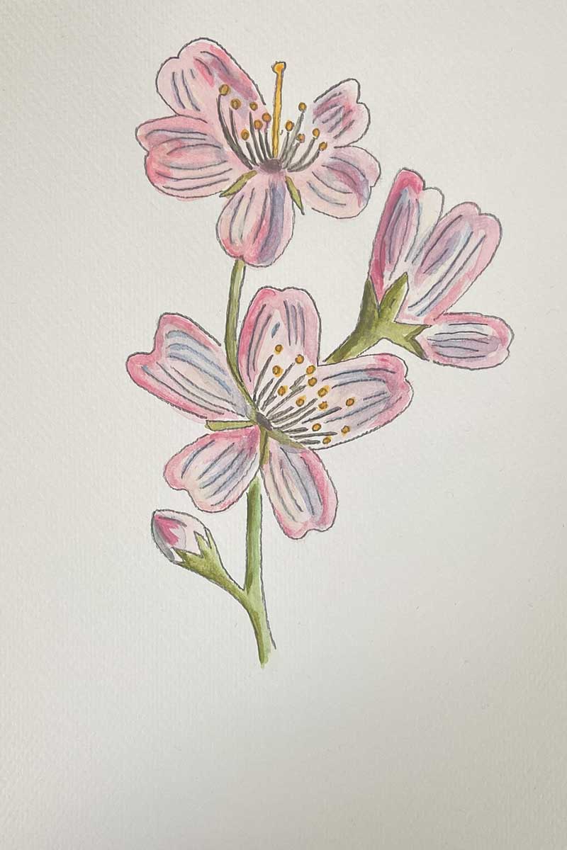 watercolour painting of blossom branch