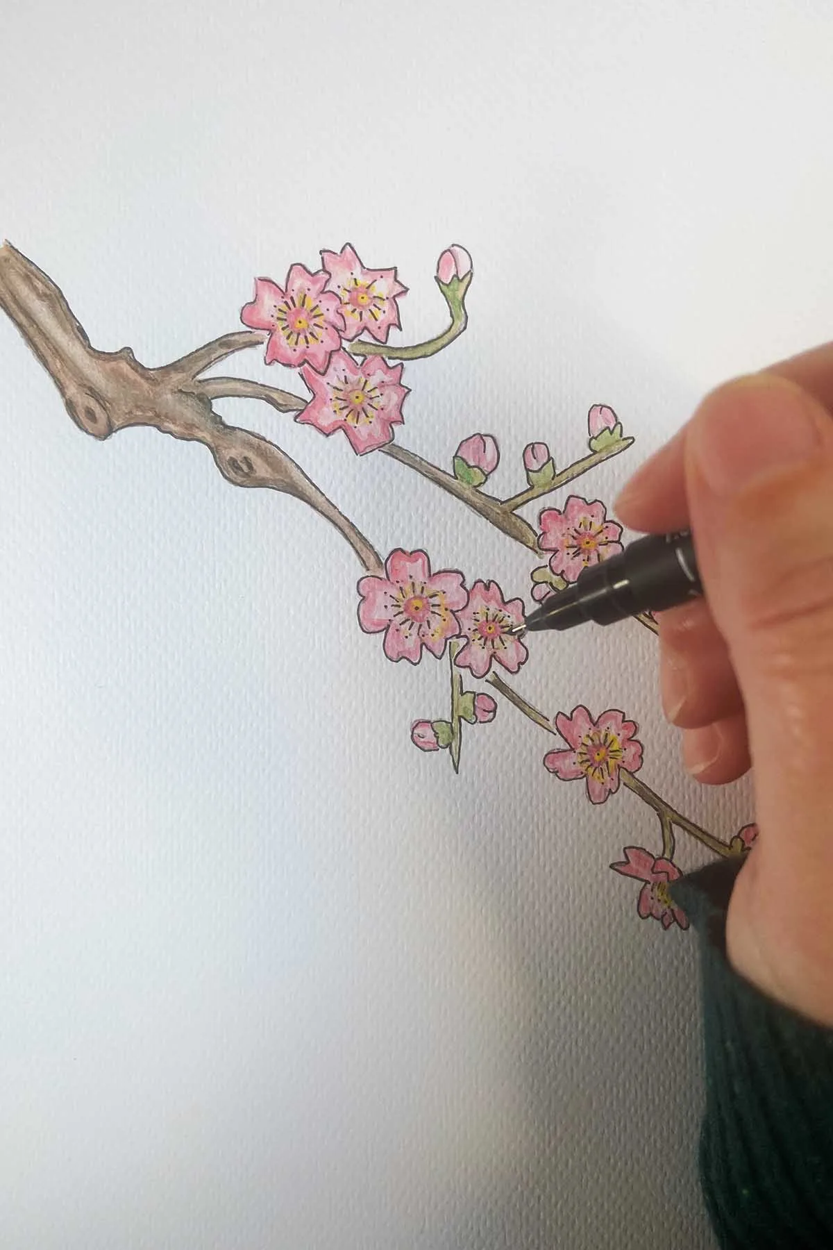 Adding fine lines to Cherry blossom drawing