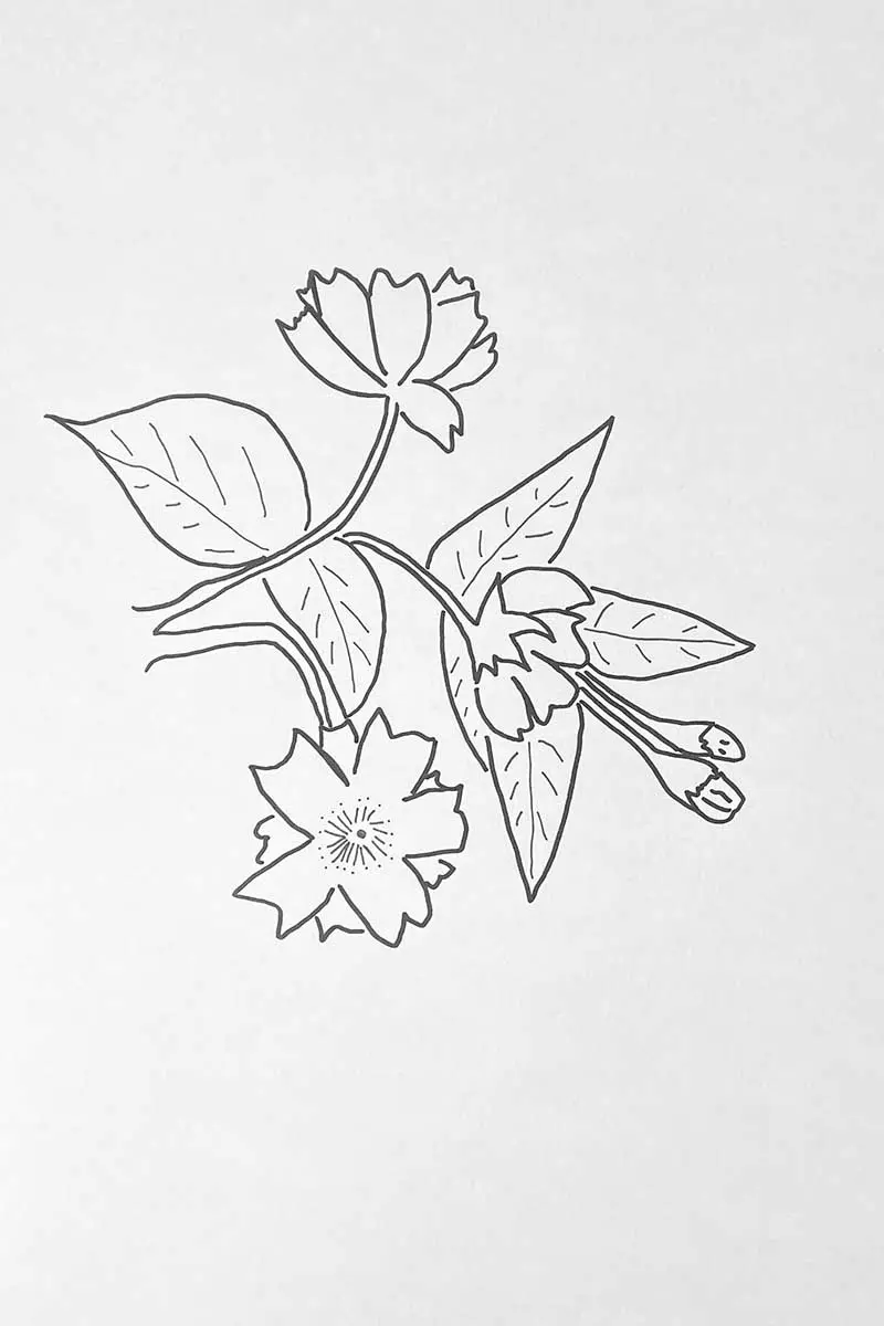 Finished line drawing of double petal cherry blossom branch