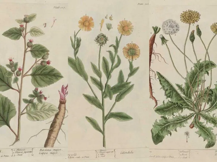 A curious Herbal Elizabeth Blackwell feature image