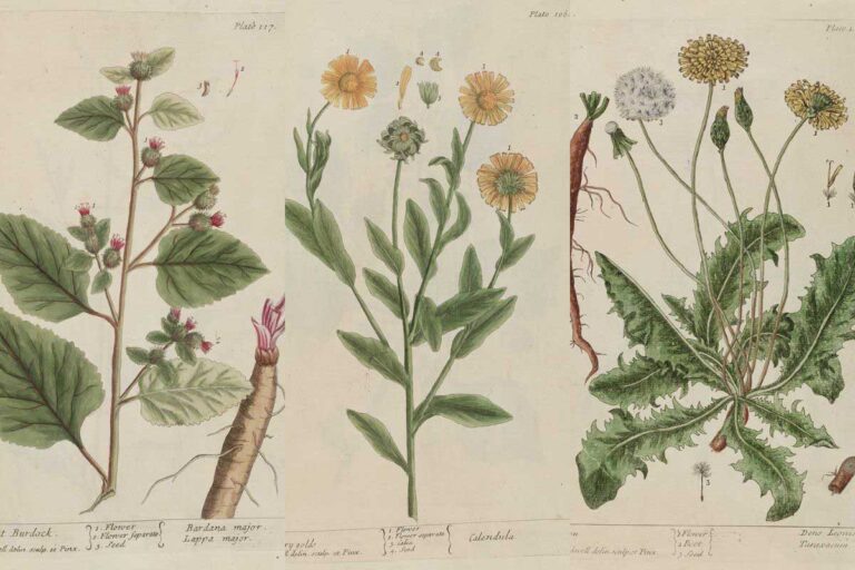 A curious Herbal Elizabeth Blackwell feature image