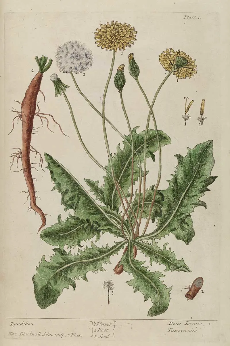 Elizabeth Blackwell dandelion Herbal Curious