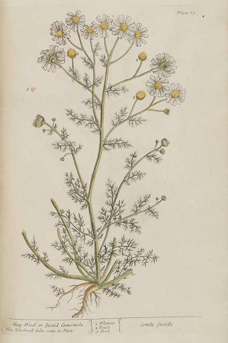 Vintage herbal print Faetid camomile