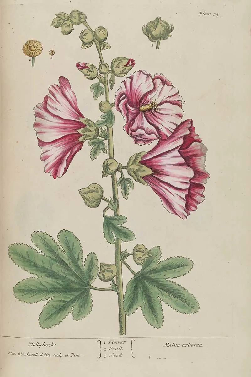 Hollyhocks vintage botanical print