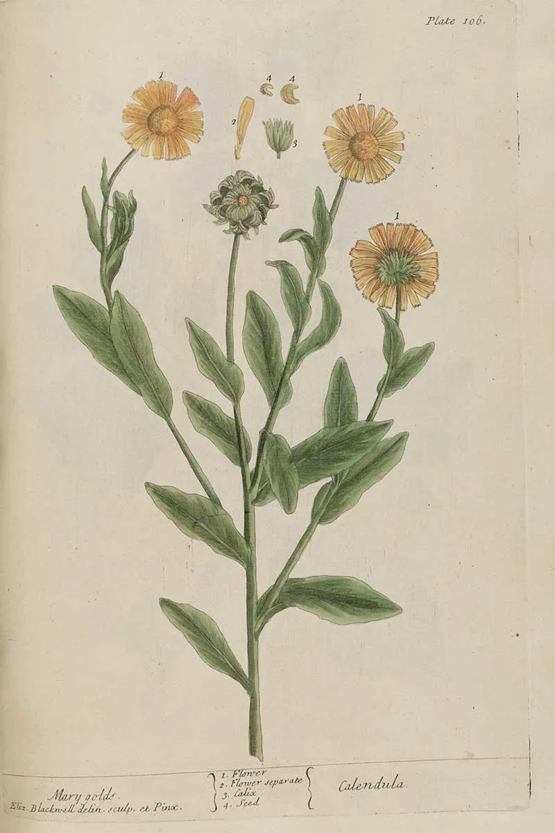 Mary Golds (marigolds)  from A Herbal Curious
