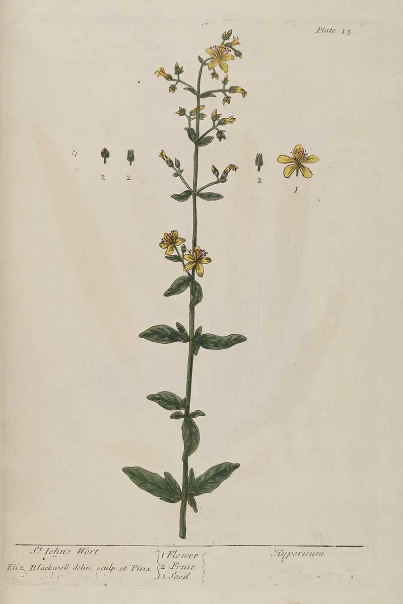 Elizabeth Blackwell's herbal St John's Wort