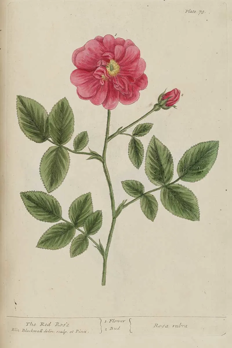 Elizabeth Blackwell botanical illustration red rose