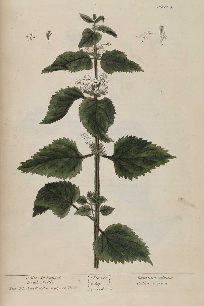 Elizabeth Blackwell Botanical Print White Archangel Dead Nettle