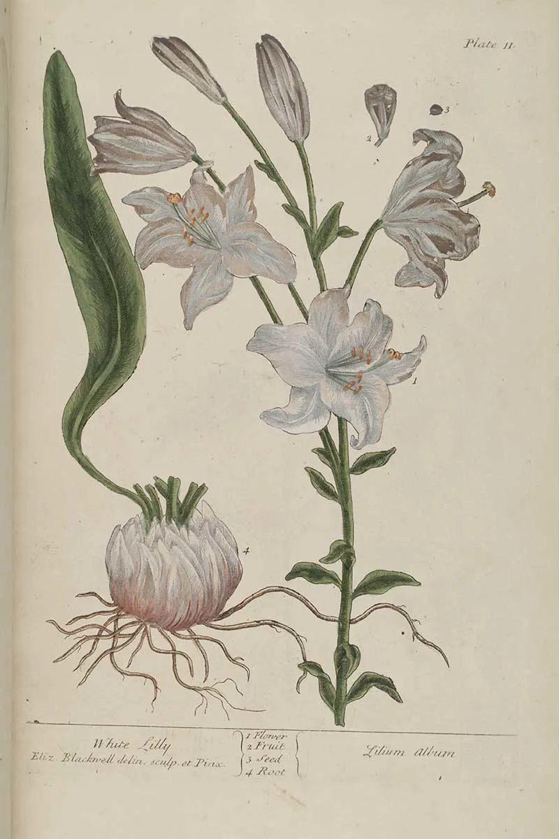 White Lily Elizabeth Blackwell