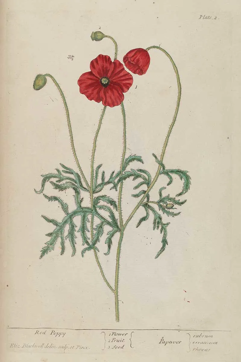 Wild red common poppy Elizabeth Blackwell