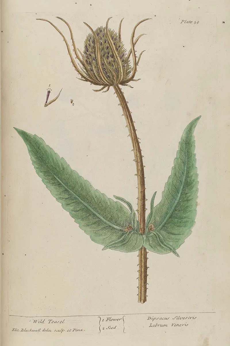 ELizabeth Blackwell Herbel Wild Teasel