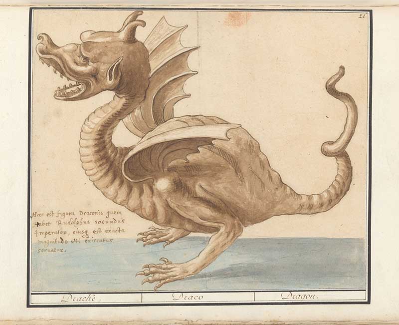 vintage dutch dragon drawing