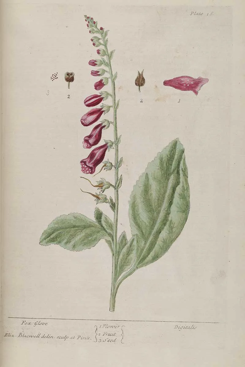 Fox glove Elizabeth Blackwell herbal