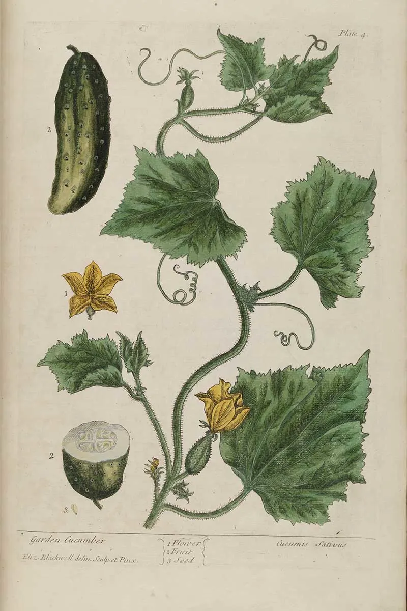 Garden cucumber vintage illustration Elizabeth Blackwell