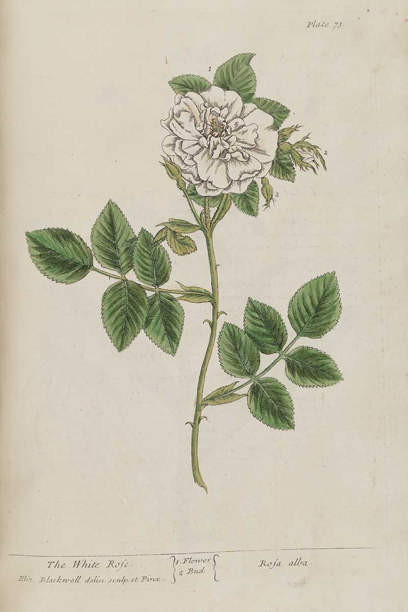 the white rose curious herbal