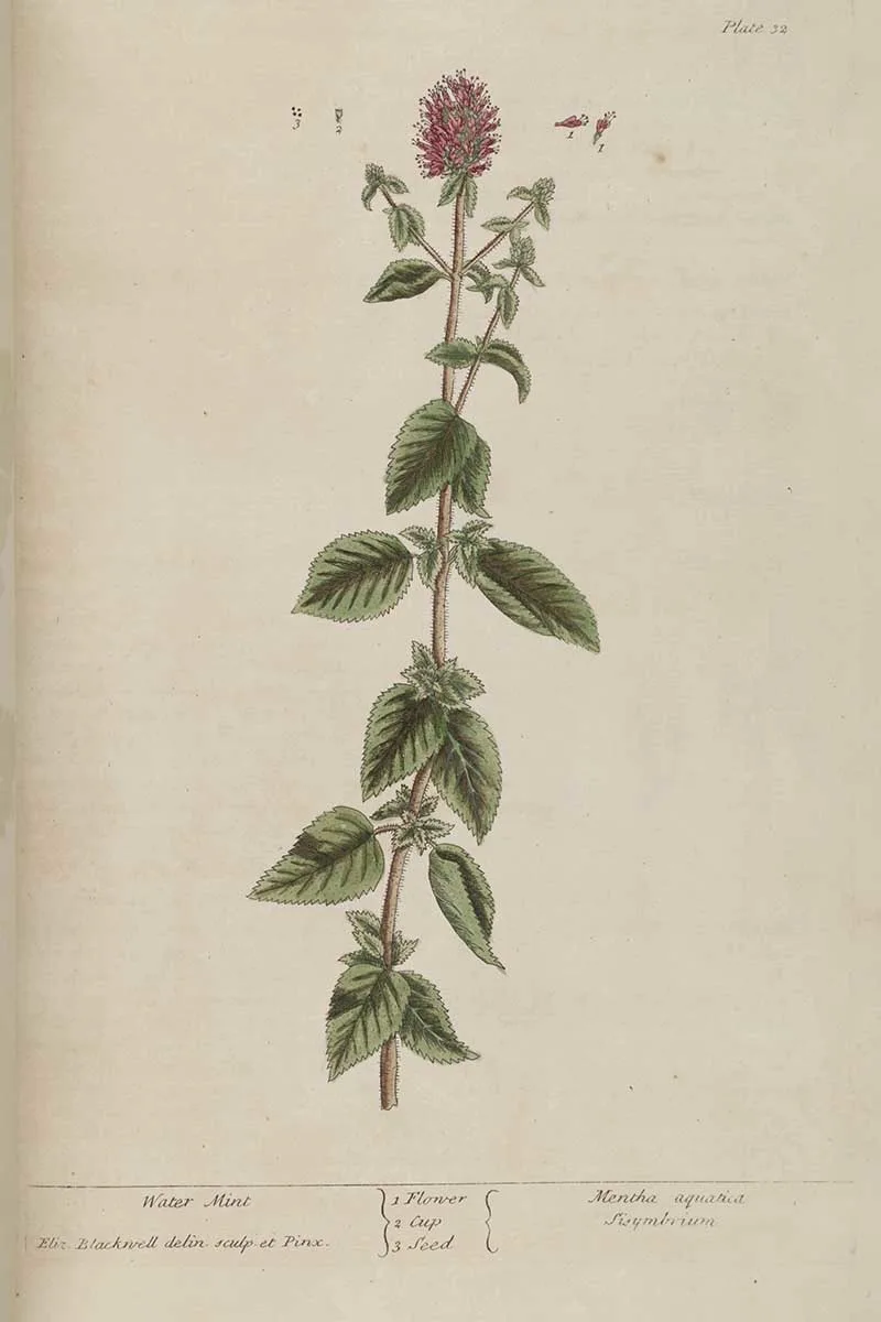 Water Mint Botanical print