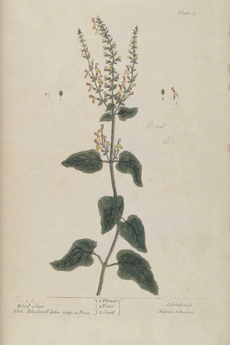 Wood Sage vintage herbal illustration