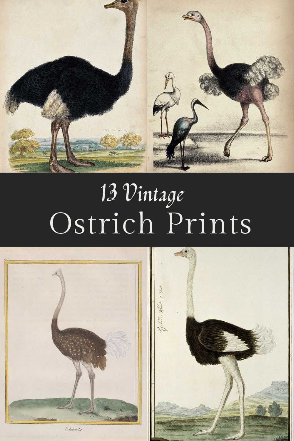13 ostrich images pin