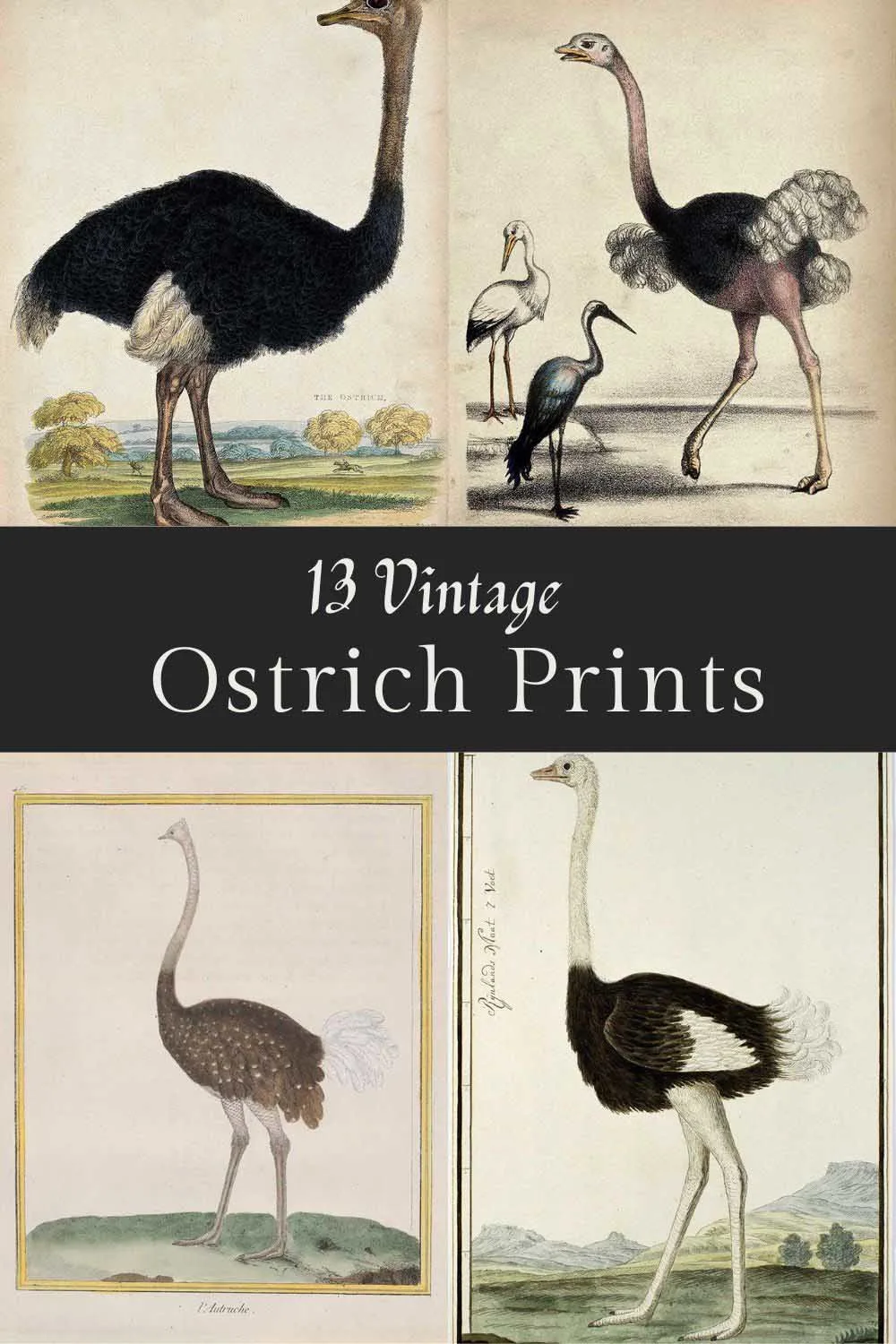 13 ostrich images pin