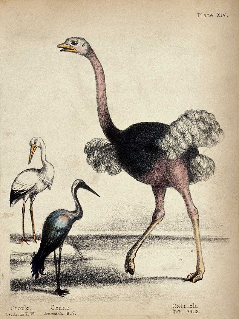 Stork Crane And Ostrich coloured Lithograph