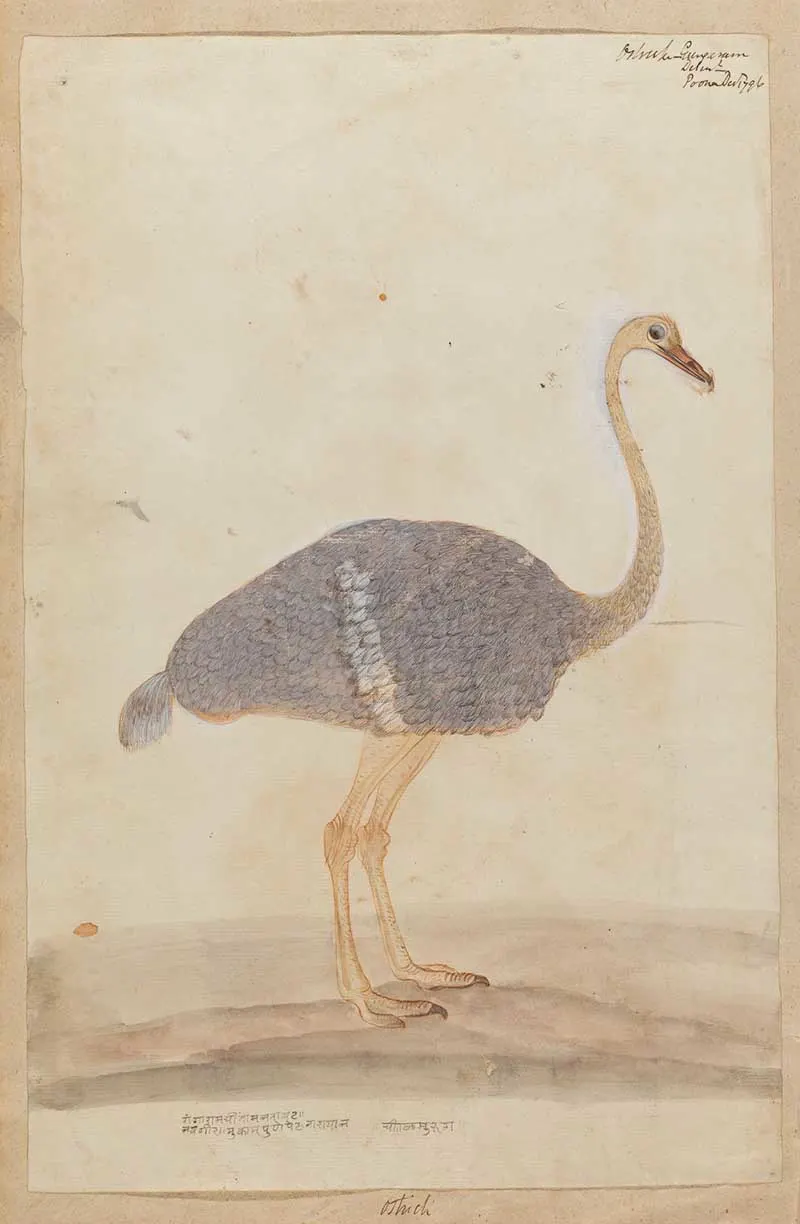 Anxious Ostrich watercolour painting 1790's