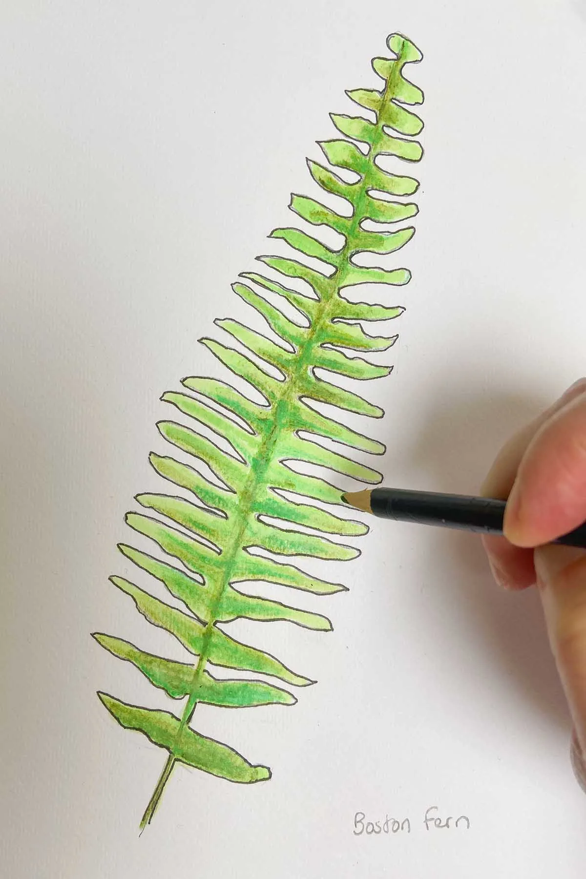 how to draw a Boston /Sword fern
