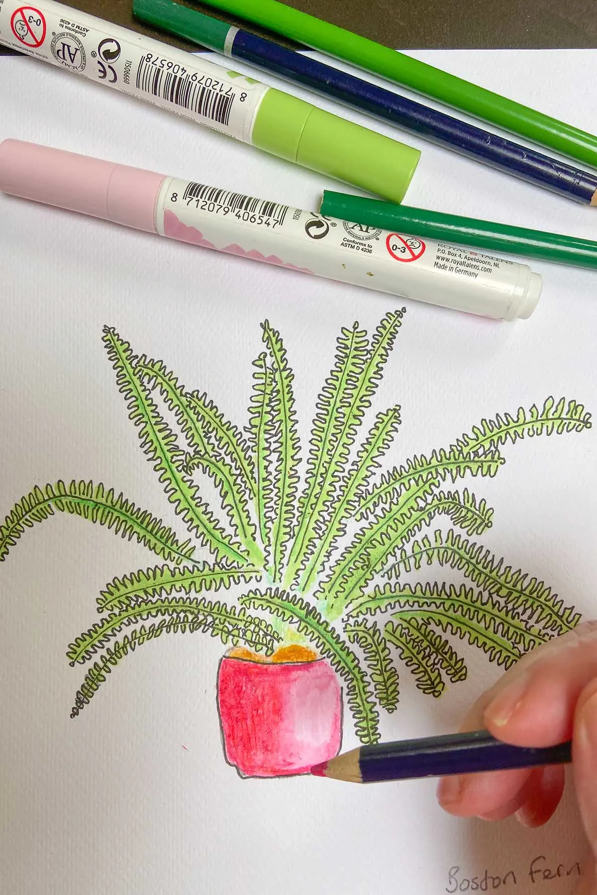 colouring potted plant Boston Fern