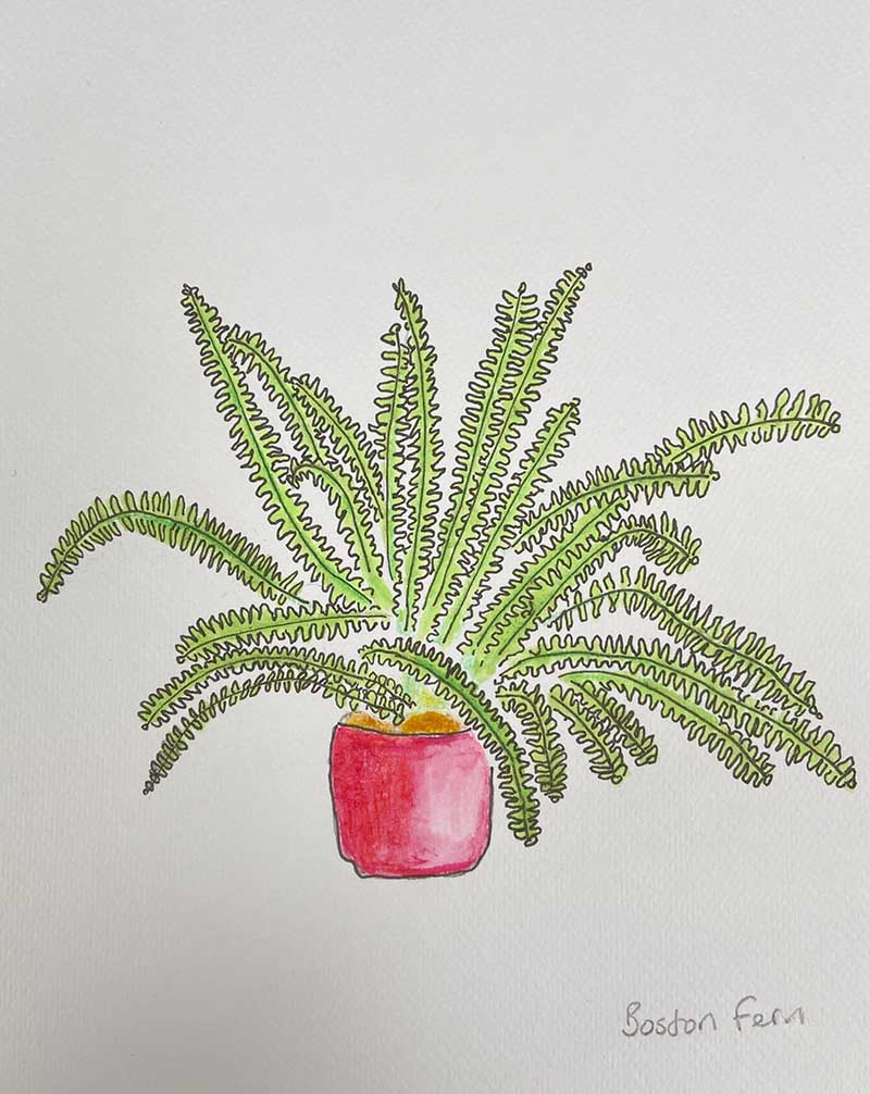 how to draw a potted Boston fern finished illustration