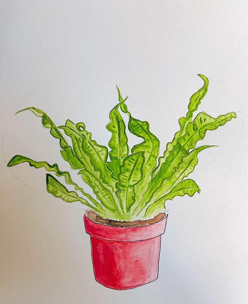 Painted potted Bird's Nest fern watercolour