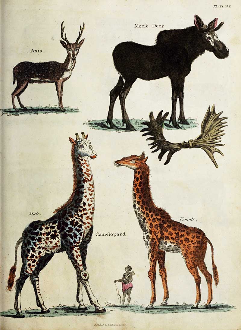 Cameleopards and elk from the History of the Earth