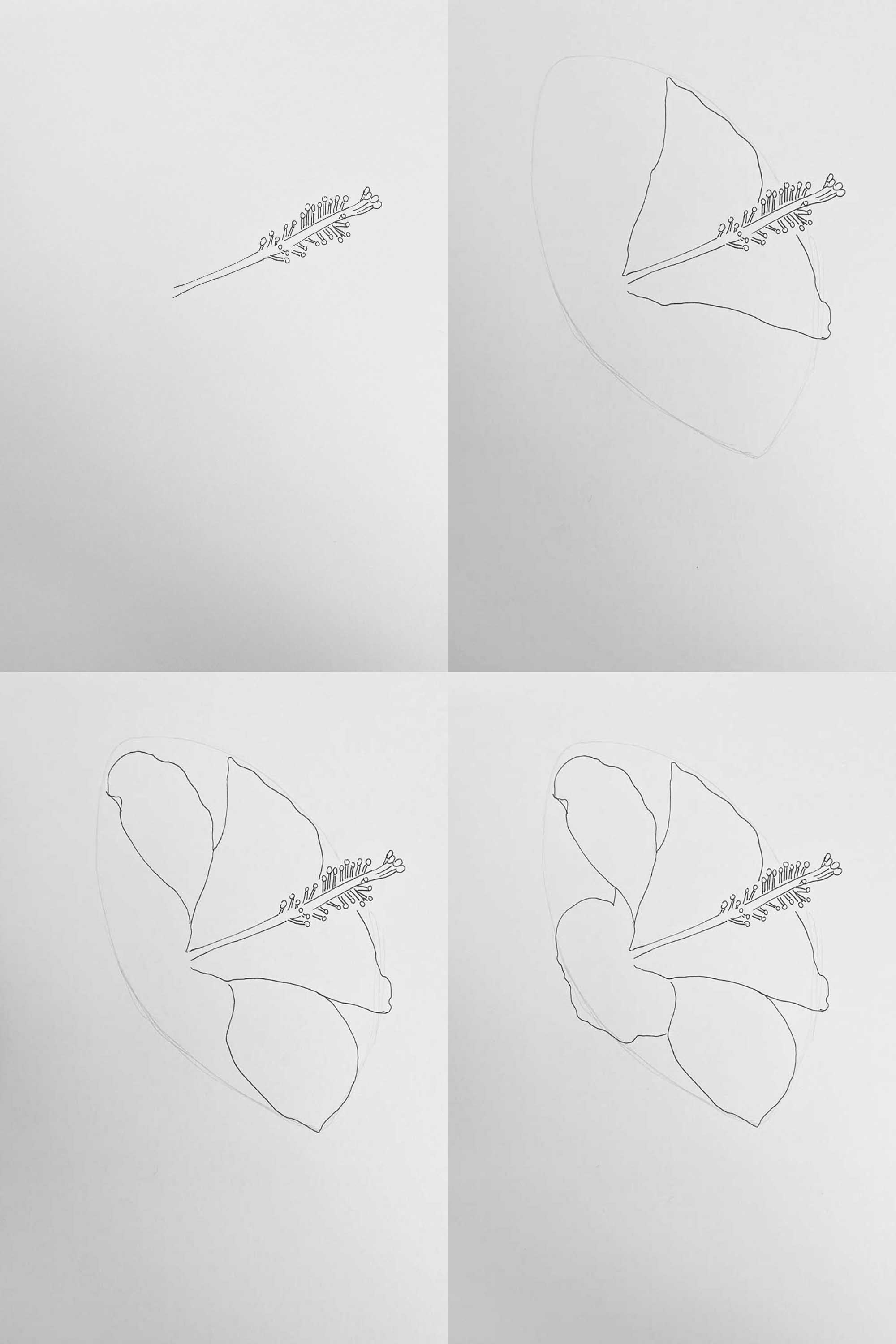 Chinese Hibiscus drawing steps