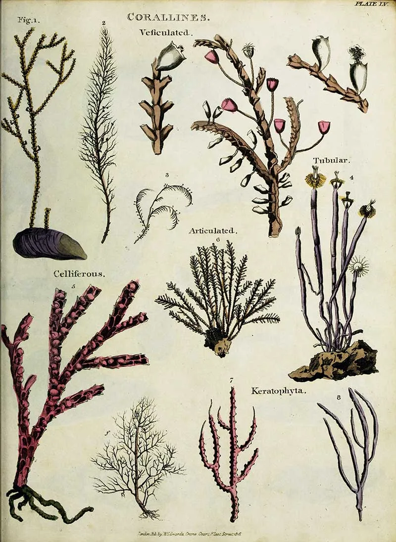 coral vintage nature posters Oliver Goldsmith