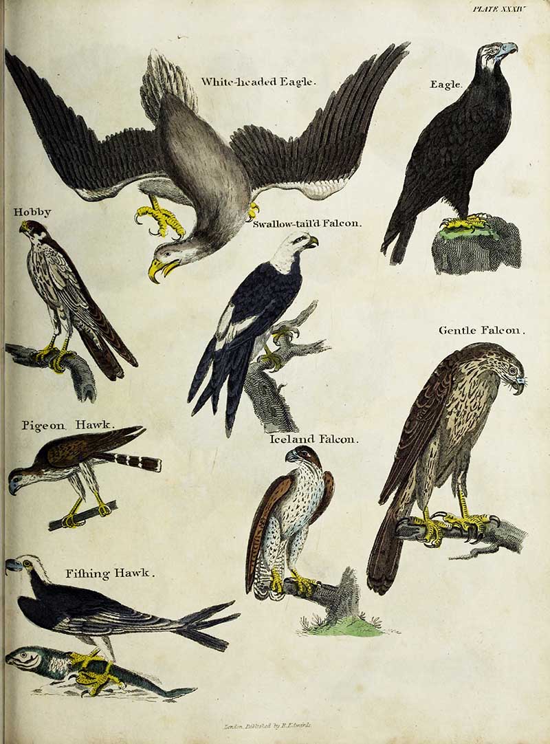 Falcon birds vintage nature poster